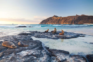 Sea lions, Galapagos, Galapagos Islands, San Cristobal, San Cristobal Island, animals, eco-tourism, Ecuador