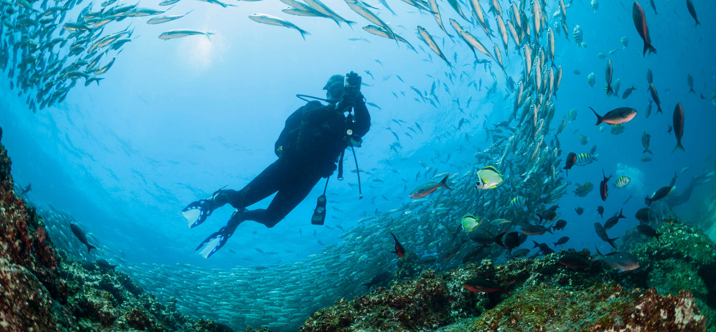 Image: A diver is surrounded by fish off the Galapagos. (photo via Ecuador Tourism Board) ((photo via Ecuador Tourism Board))