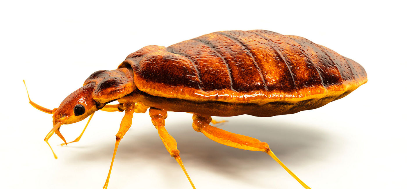 Image: PHOTO: Bed bug. (photo via Flickr/US Department of Agriculture) (Flickr/U.S. Department of Agriculture)
