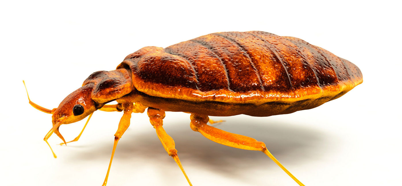 Image: PHOTO: British Airways has apologized for a bed bug incident on a London-bound flight. (photo via Flickr/US Department of Agriculture) (Flickr/U.S. Department of Agriculture)