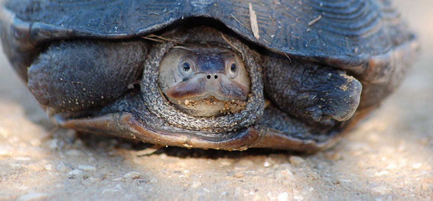 Image: PHOTO: A turtle of the Diamondback Terrapin variety. (photo via Flickr/Ketzirah Lesser & Art Drauglis)