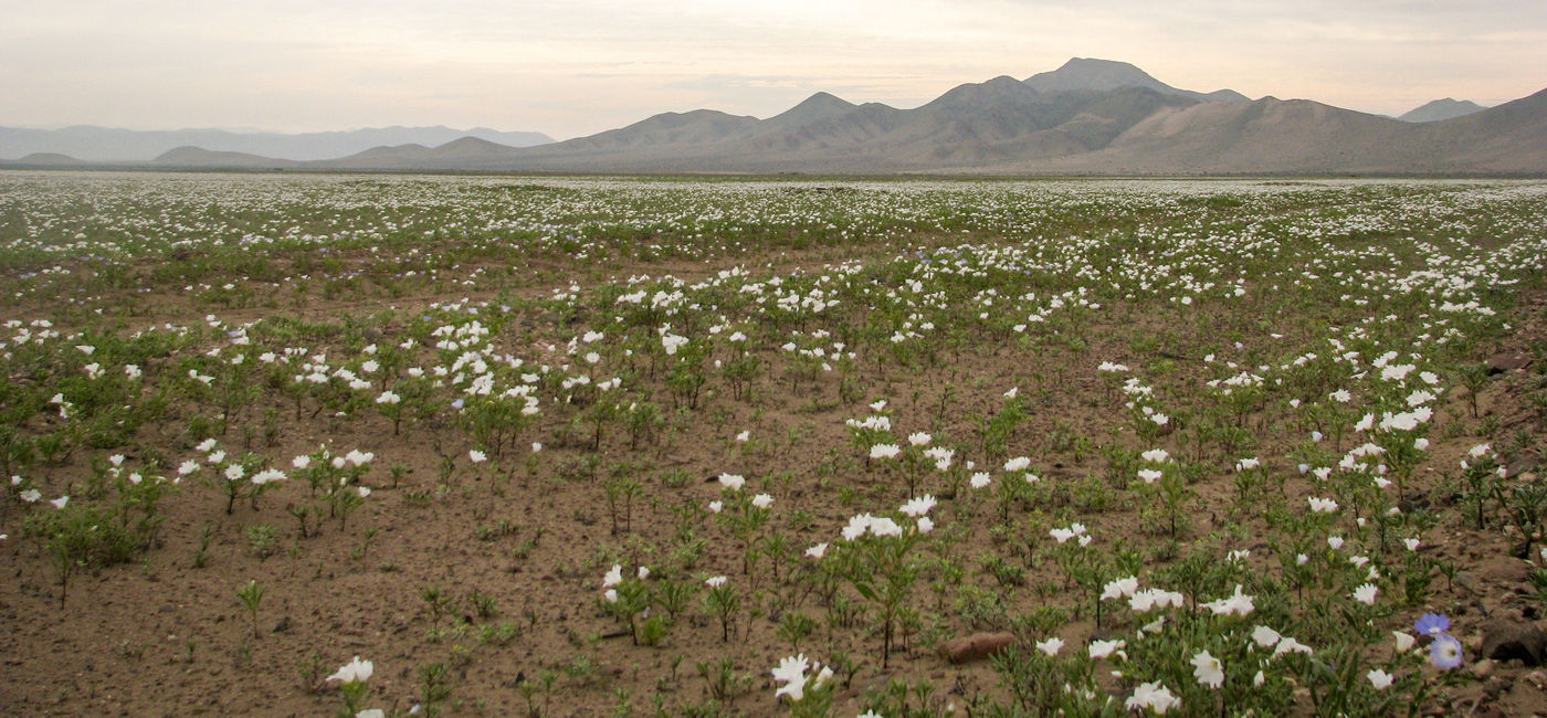 Image: The Atacama Desert blooms in this season coloring an extended area of landscape. (photo courtesy of Chile Travel)