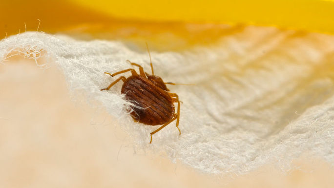 7 Las Vegas Strip hotels had reports of bed bugs