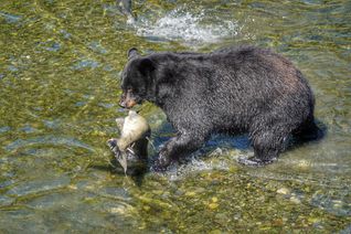 Rainforest Sanctuary in Alaska, black bear alaska