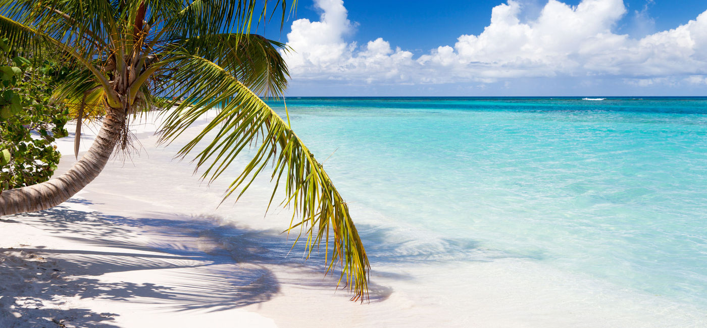 Image: Palm trees at Flamenco Beach, Culebra, Puerto Rico (cdwheatley/iStock/Getty Images Plus)