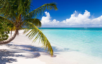 Palm trees at Flamenco Beach, Culebra, Puerto Rico