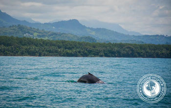 ACC_Whale