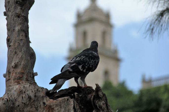 A bird looks on in Merida, Yucatan, Mexico