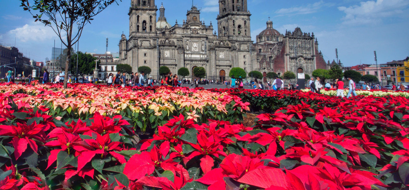 Image: Cathedral and Poinsettias in Mexico City (Photo via Carrie Thompson / iStock / Getty Images Plus)