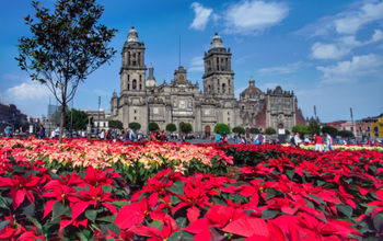 Cathedral and Poinsettias in Mexico City