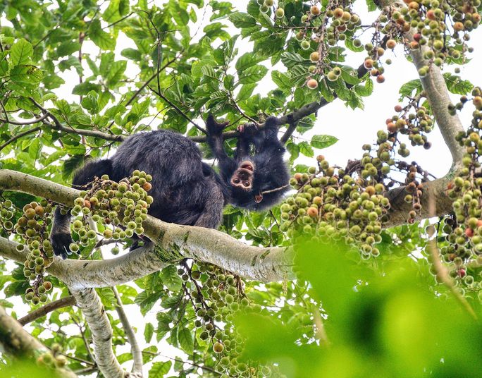 Chimpanzees play in the treetops in Nyungwe National Park in Rwanda. Rwanda, Chimpanzee, animals, Nyungwe National Park