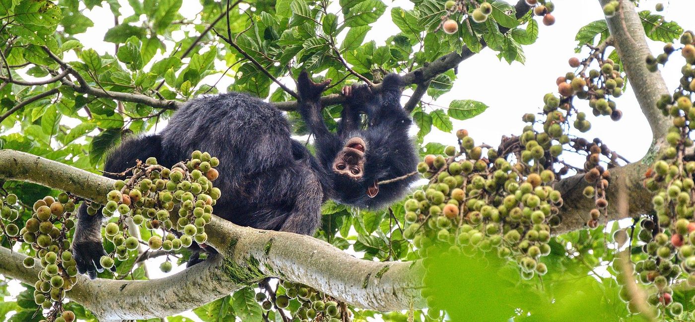 Image: Chimpanzees play in the treetops in Nyungwe National Park in Rwanda. (photo via Visit Rwanda) ((photo via Visit Rwanda))