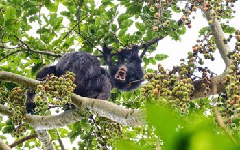 Rwanda, Chimpanzee, animals, Nyungwe National Park
