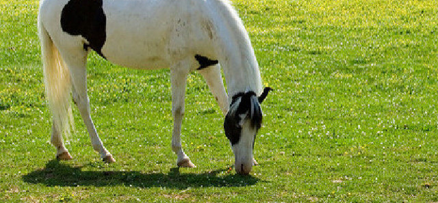 Image: PHOTO: A horse grazes at the Kentucky Horse Park. (photo via Flickr/Brett Monroe)