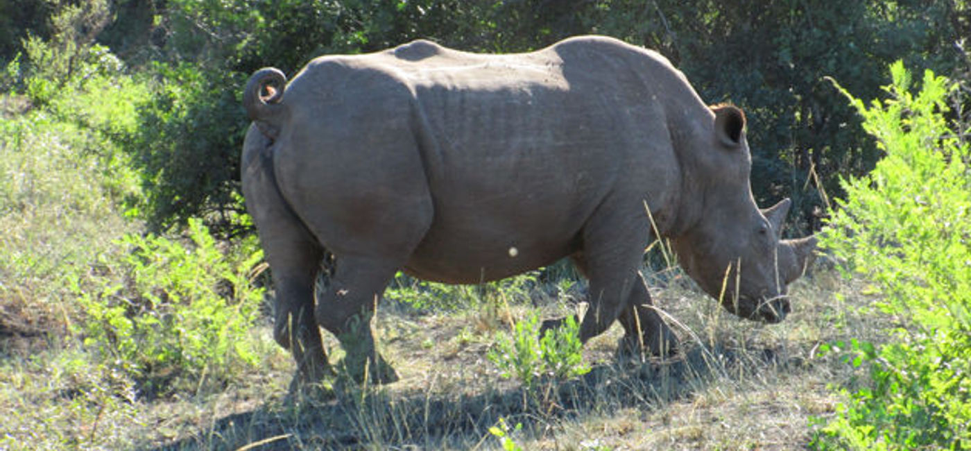 Image: PHOTO: Saruni Rhino is located in the heart of the first sanctuary in all of Africa dedicated to protecting rhinos. (photo by David Cogswell)