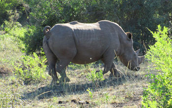 African rhino