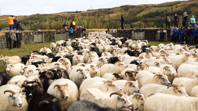 Iceland, sheep, round-up, herd, fall, autumn, Rettir