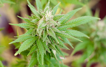 Thinkstock Marijuana