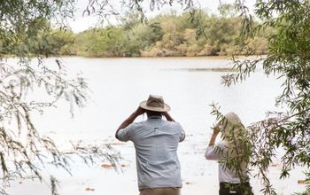 birding, birdwatching, birding gilbert, Arizona birdwatching