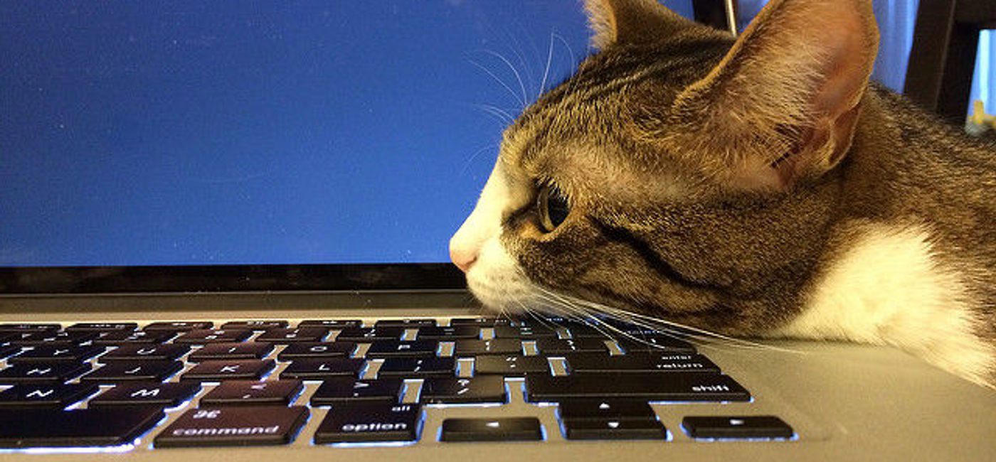 Image: PHOTO: A cat rests its cute head on a laptop. (photo via Flickr/brownpau) 