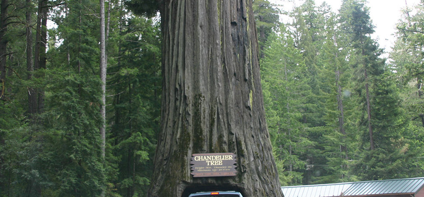 Image: PHOTO: You can drive through California's Chandelier Tree. (Photo courtesy Flickr.com/Mark Stephenson)