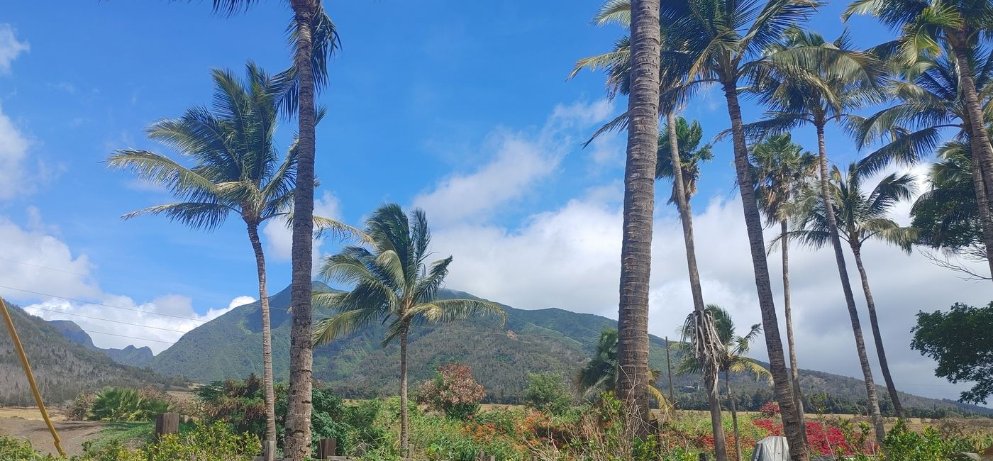 Image: Kumu Farms, Maui, Hawaii. (Photo Credit: Claudette Covey)