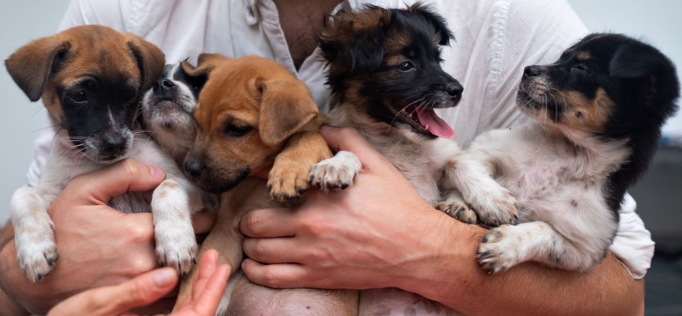 Image: PHOTO: Celebrate National Dog Day with an armload of puppies during your own private party at Kimpton Hotel Monaco. (Photo via iStock / Getty Images Plus / Koldunov)