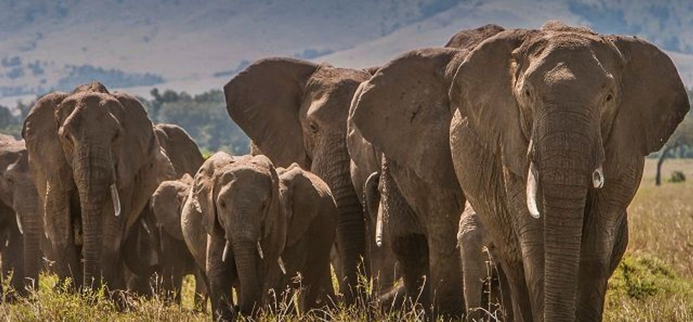 Image: PHOTO: Elephants in Kenya. (photo courtesy of Kenya Tourism Board)