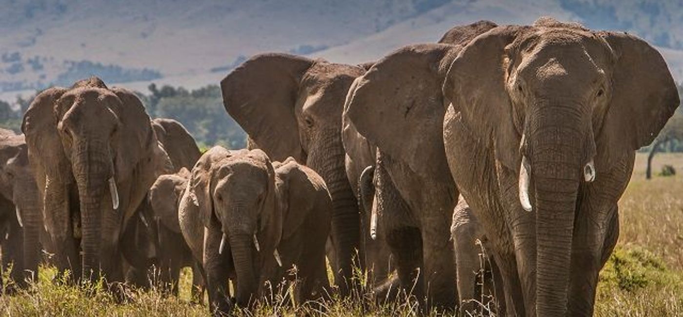 Image: PHOTO: The TreadRight Foundation is working to protect animals and communities around the world by funding dozens of sustainable travel initiatives. (photo courtesy of Kenya Tourism Board)