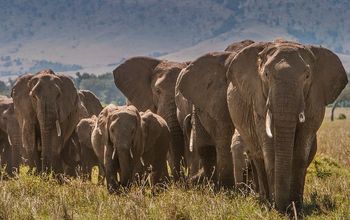 elephants in Kenya