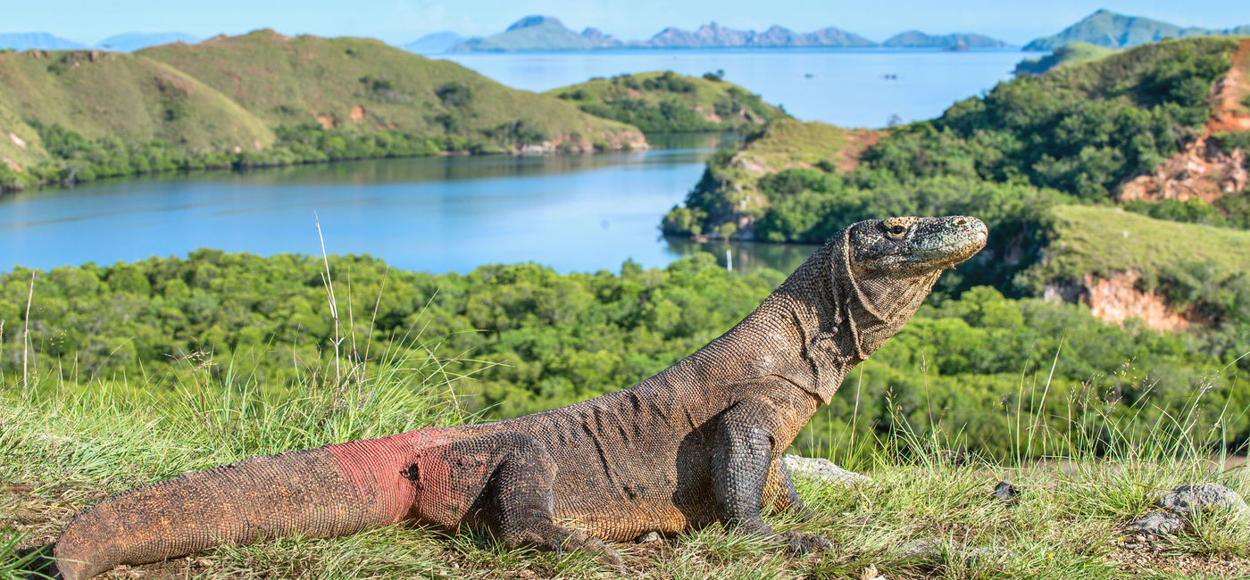 Image: PHOTO: A Komodo dragon in Indonesia. (photo via USO/iStock/Getty Images Plus)
