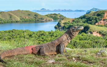 A Komodo dragon in Indonesia