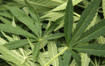 Marijuana Plants