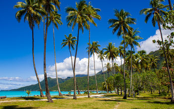 Beach with tall coconut palms, turquoise water, overwater bungalows