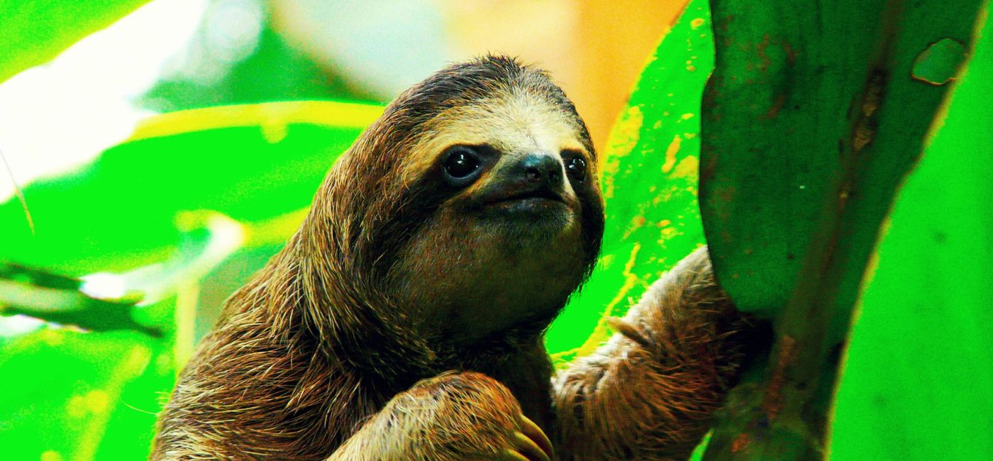 Image: PHOTO: A sloth in a tree in Costa Rica. (photo courtesy of Barceló Hotel Group) 