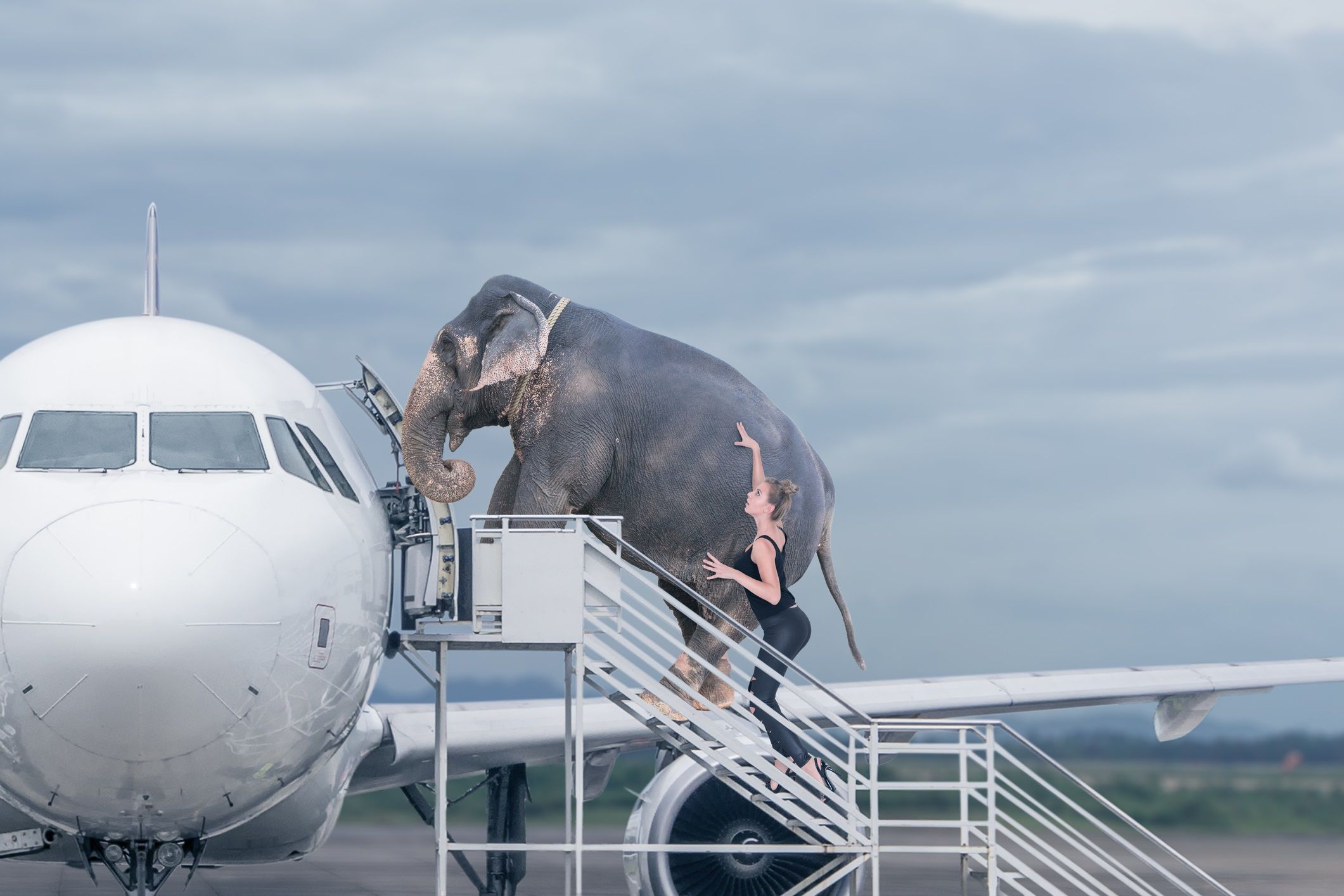 Emotional support hot sale animal flying