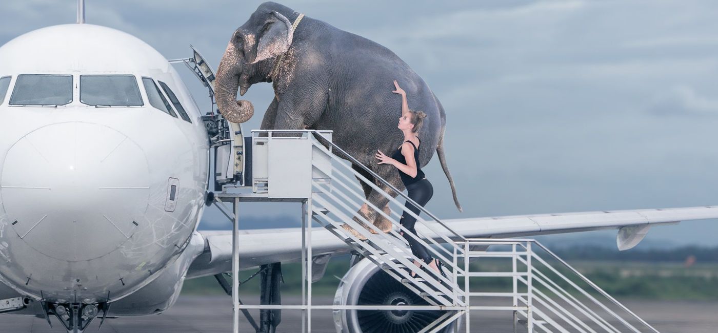 Image: Elephant boarding a plane. (photo via iStock / Getty Images Plus / Avesun)