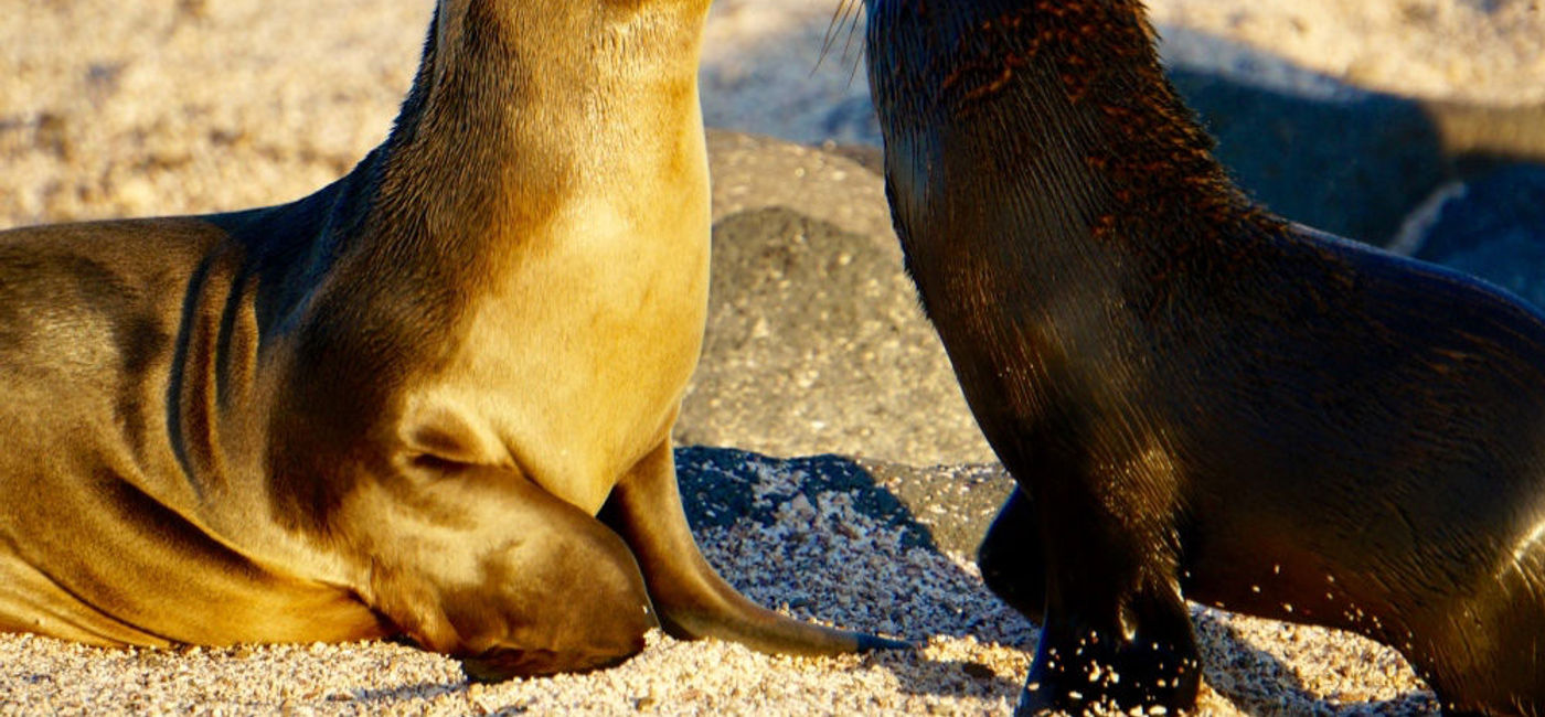 Image: PHOTO: Galapagos sea lion and baby Galapagos fur seal. (photo by Janeen Christoff)