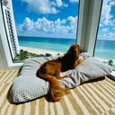 Barktober at Trump International Beach Resort