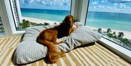 Barktober at Trump International Beach Resort