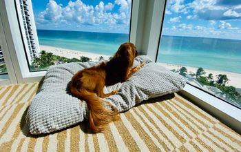 Barktober at Trump International Beach Resort
