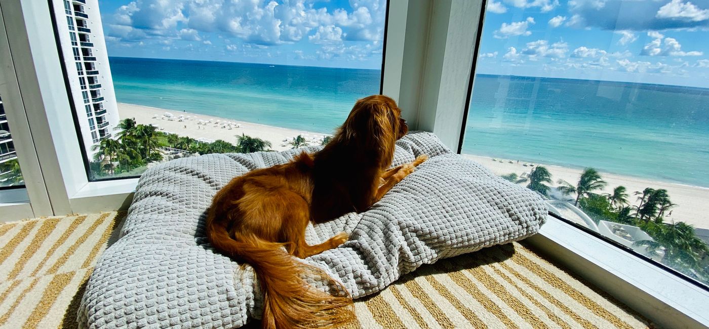 Image: Barktober at Trump International Beach Resort (Photo Credit: Trump International Beach Resort)