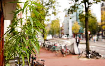 Cannabis plant outside of an Amsterdam coffee house