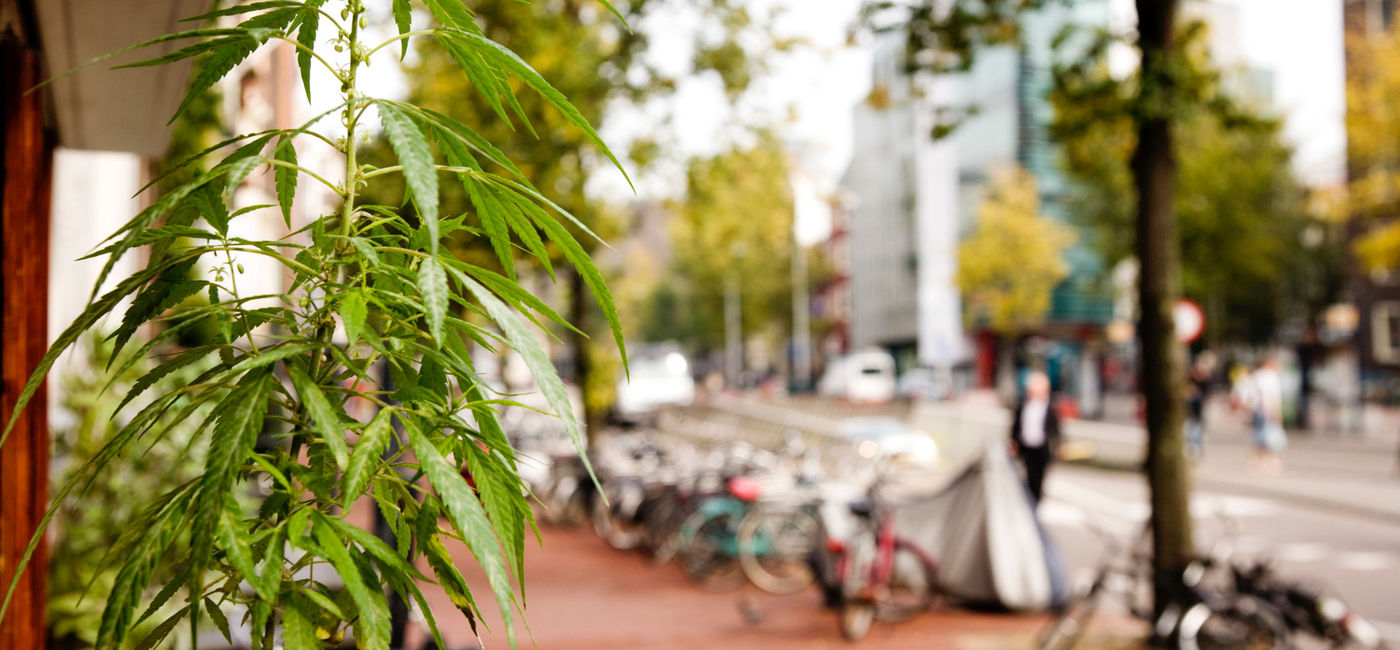 Image: PHOTO: Cannabis plant outside of an Amsterdam coffee house. (Photo via iStock/Getty Images Plus/jhorrocks)