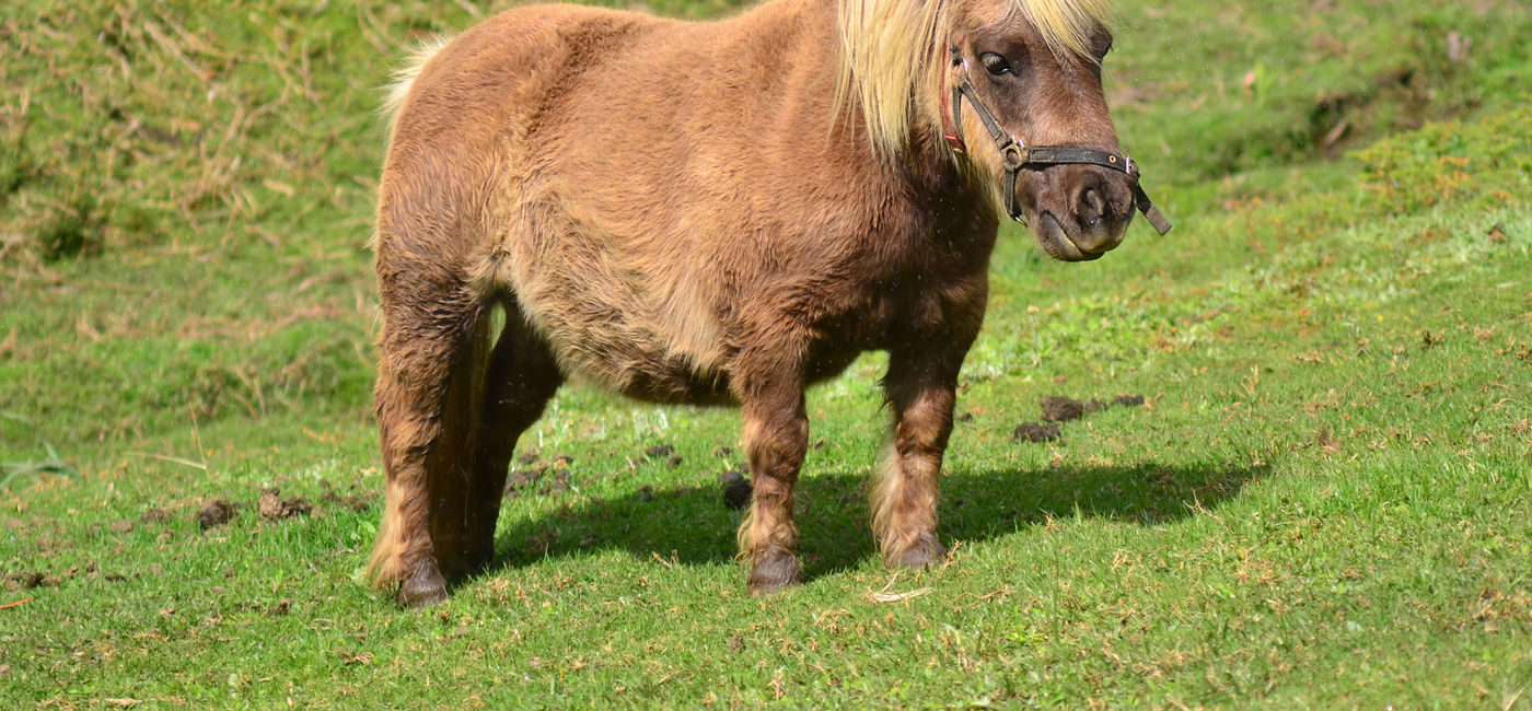 Image: PHOTO: A miniature horse. (photo via chameleonseye/iStock/Getty Images Plus)