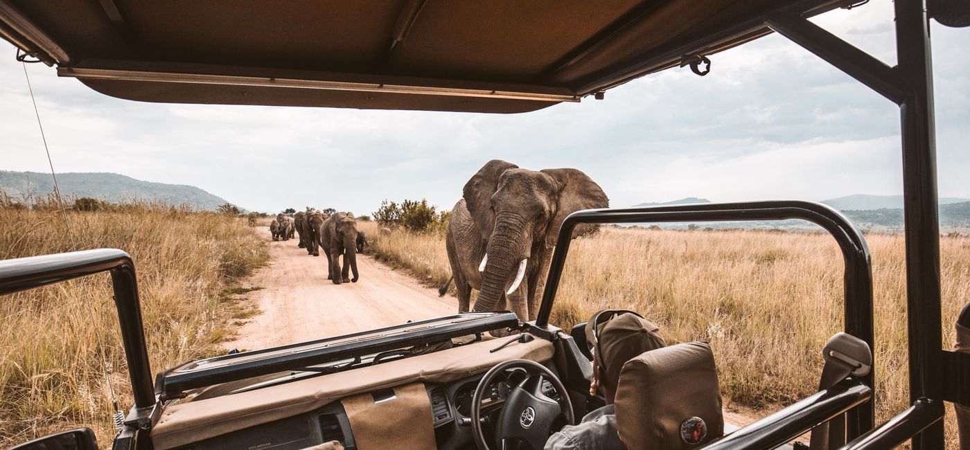 Image: Game drive in Africa.  (Photo Credit: Collette)
