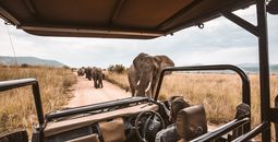 Game drive in Africa. 