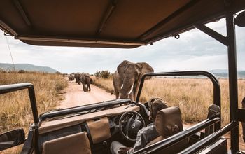 Game drive in Africa. 