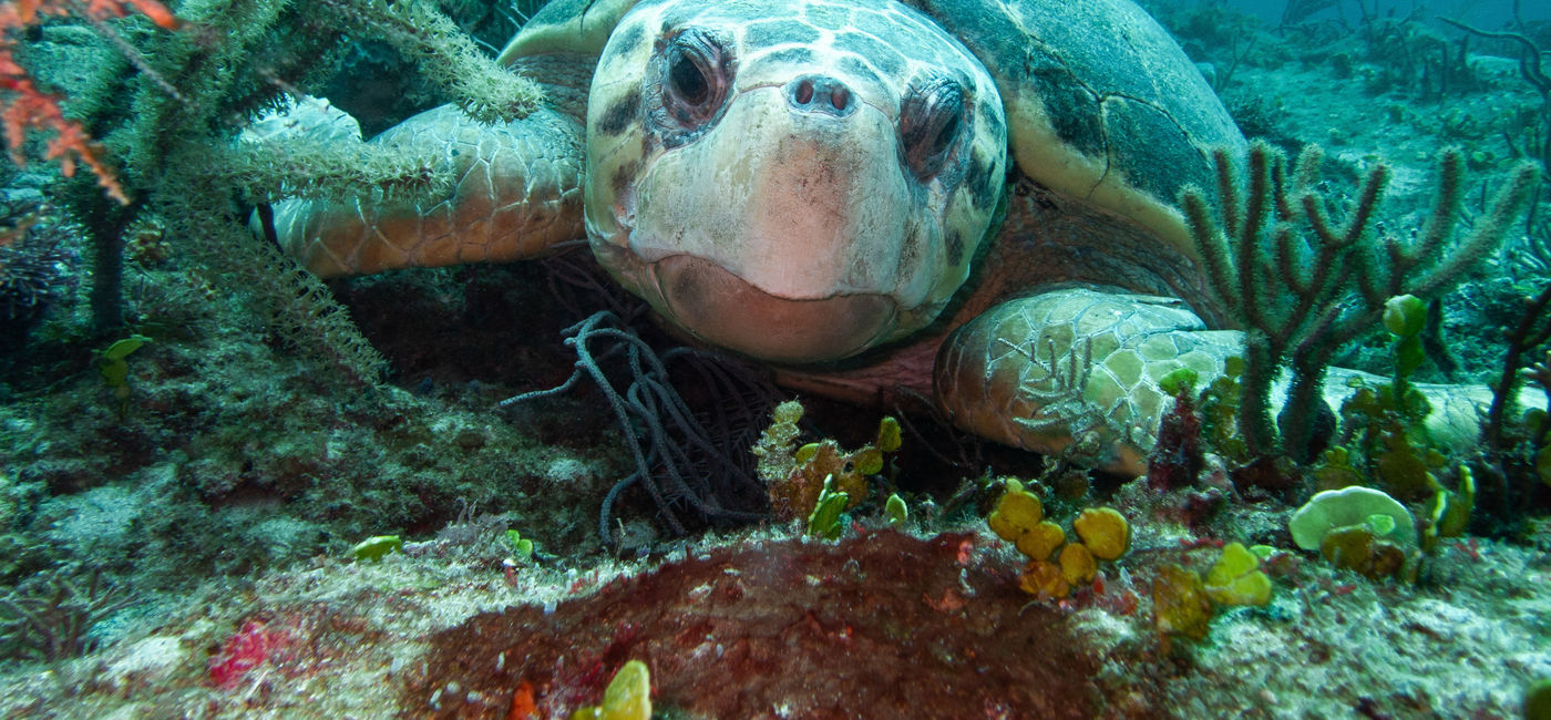 Image: PHOTO: West Palm Beach's diving is known for its five species of turtles. (Photo via Jupiter Dive Center)