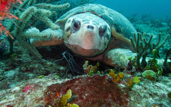 West Palm Beach Diving